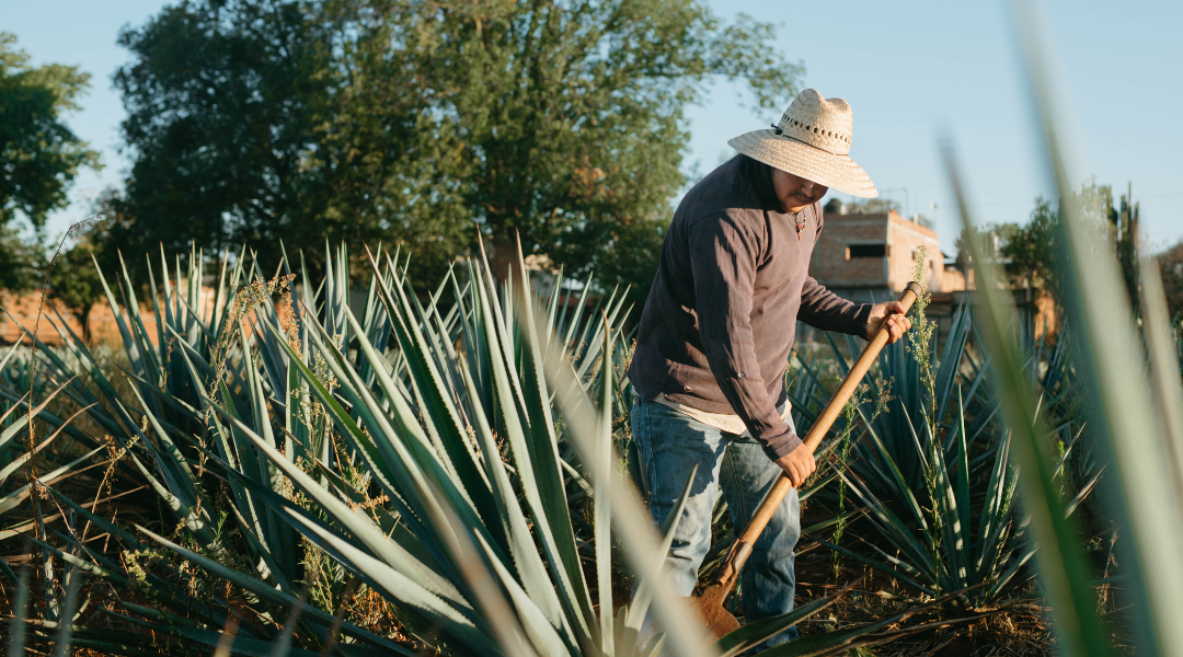 Back to the Roots: Spirits Selection by CMB 2025 heads to Jalisco