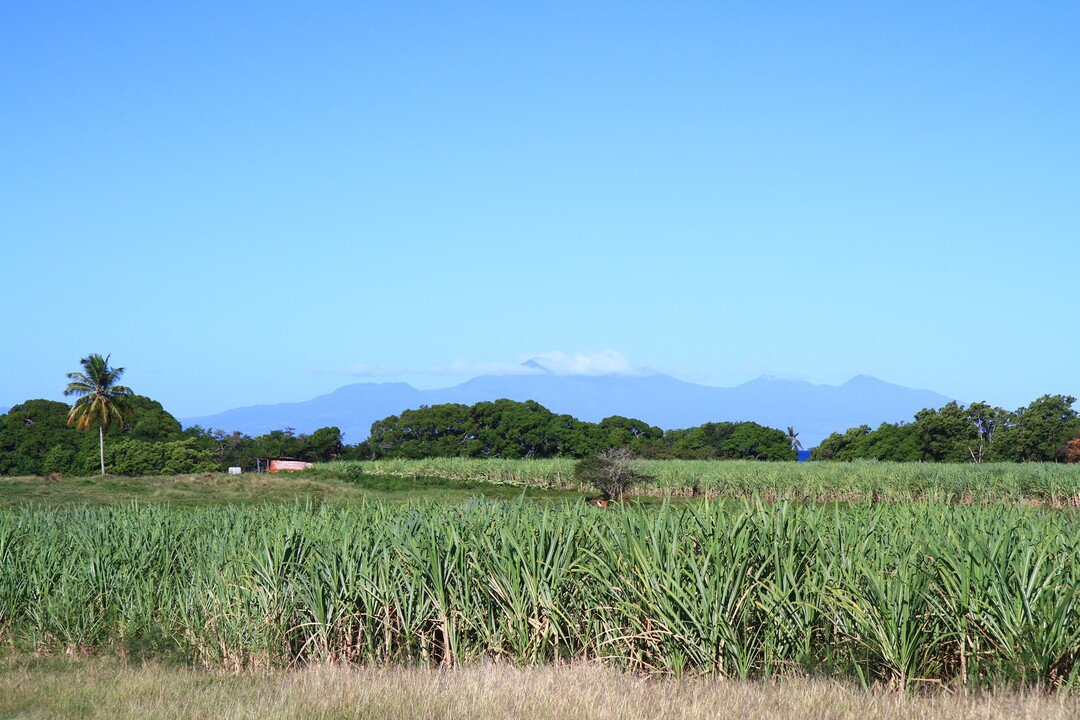 PGI Guadeloupe rum – An endorsement that guarantees provenance whilst fostering creativity